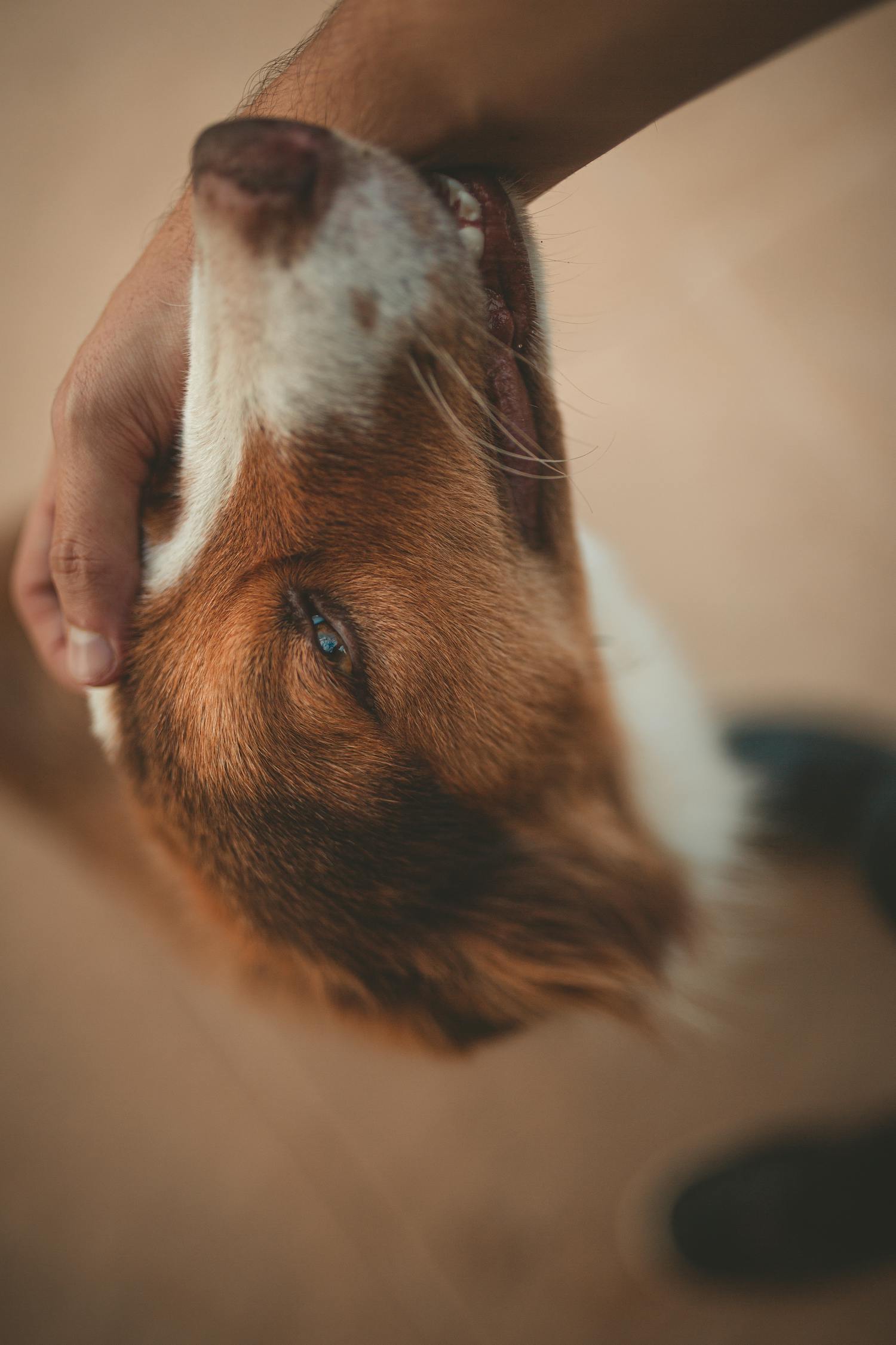 Person Petting A Dog · Free Stock Photo