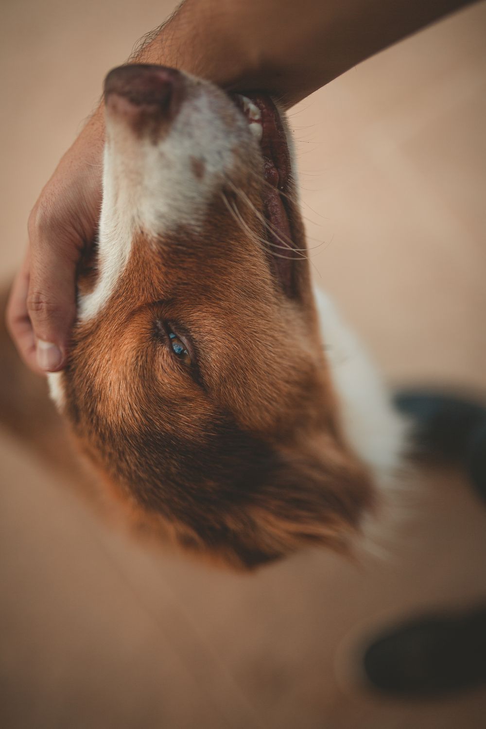 Dog Hides When Guests Come Over? What to Do Without Forcing - 2