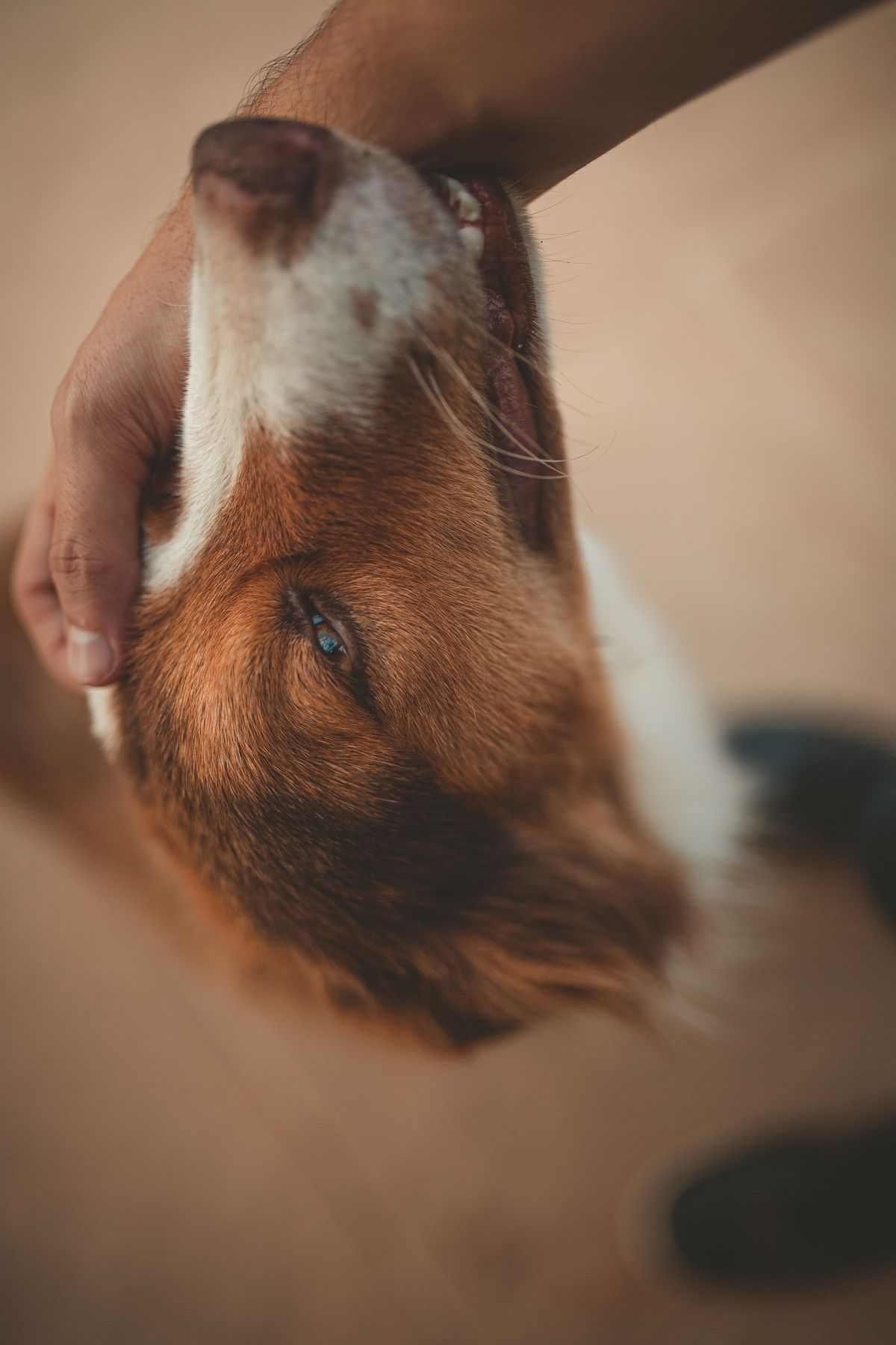 A person gently petting a brown and white dog indoors