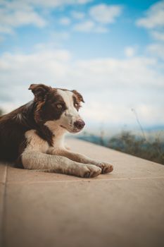 阳光明媚的日子里，边境牧羊犬躺在户外，背景是风景优美的天空