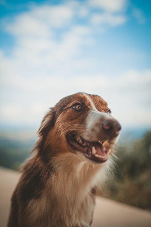 Cachorro Marrom E Branco Com Pelo Curto