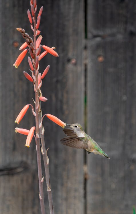 Fotos de stock gratuitas de California, cerca de madera, colibrí