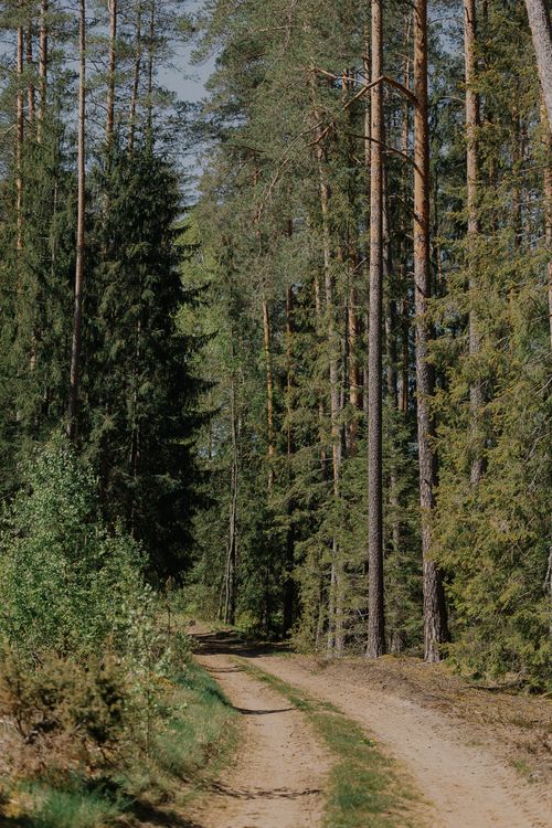 Free A serene dirt road winds through a tall evergreen forest, surrounded by nature. Stock Photo