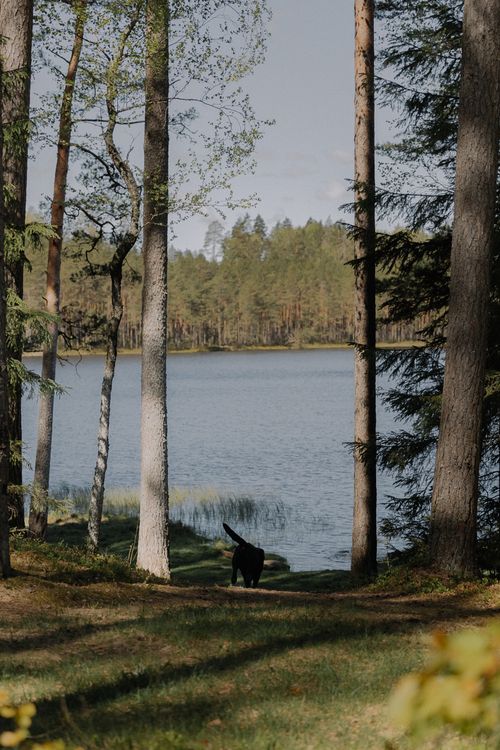 Free Serene forest view with a lake framed by tall trees, featuring a solitary dog. Stock Photo