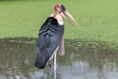 Free A marabou stork stands gracefully in a marshland in Bangkok, Thailand. Stock Photo