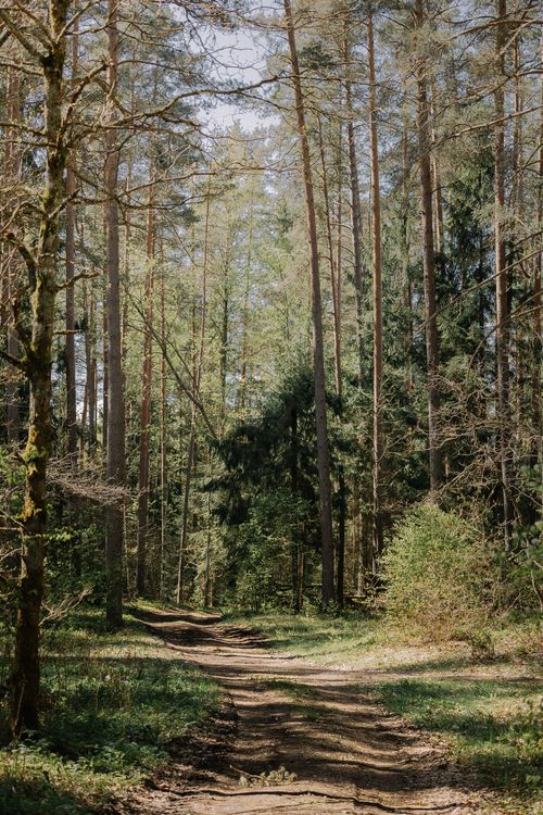 Free A peaceful dirt path winds through a lush forest of towering evergreen trees. Stock Photo