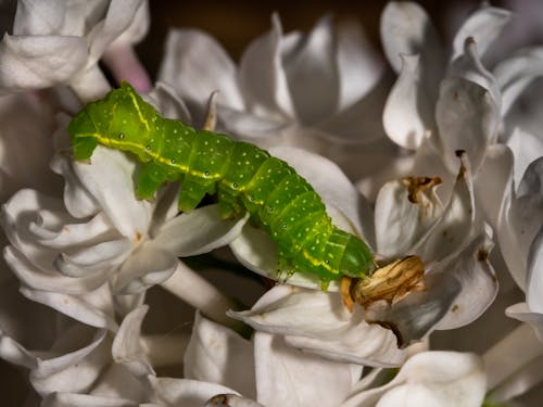 Caterpillar