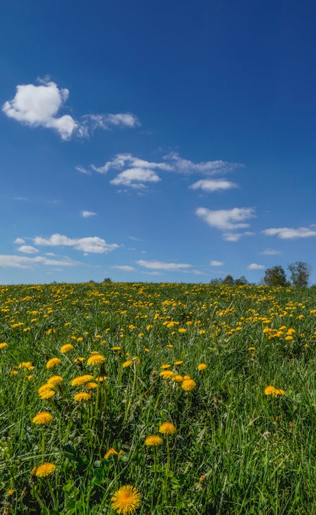 A field of dandelions with blue sky and clouds