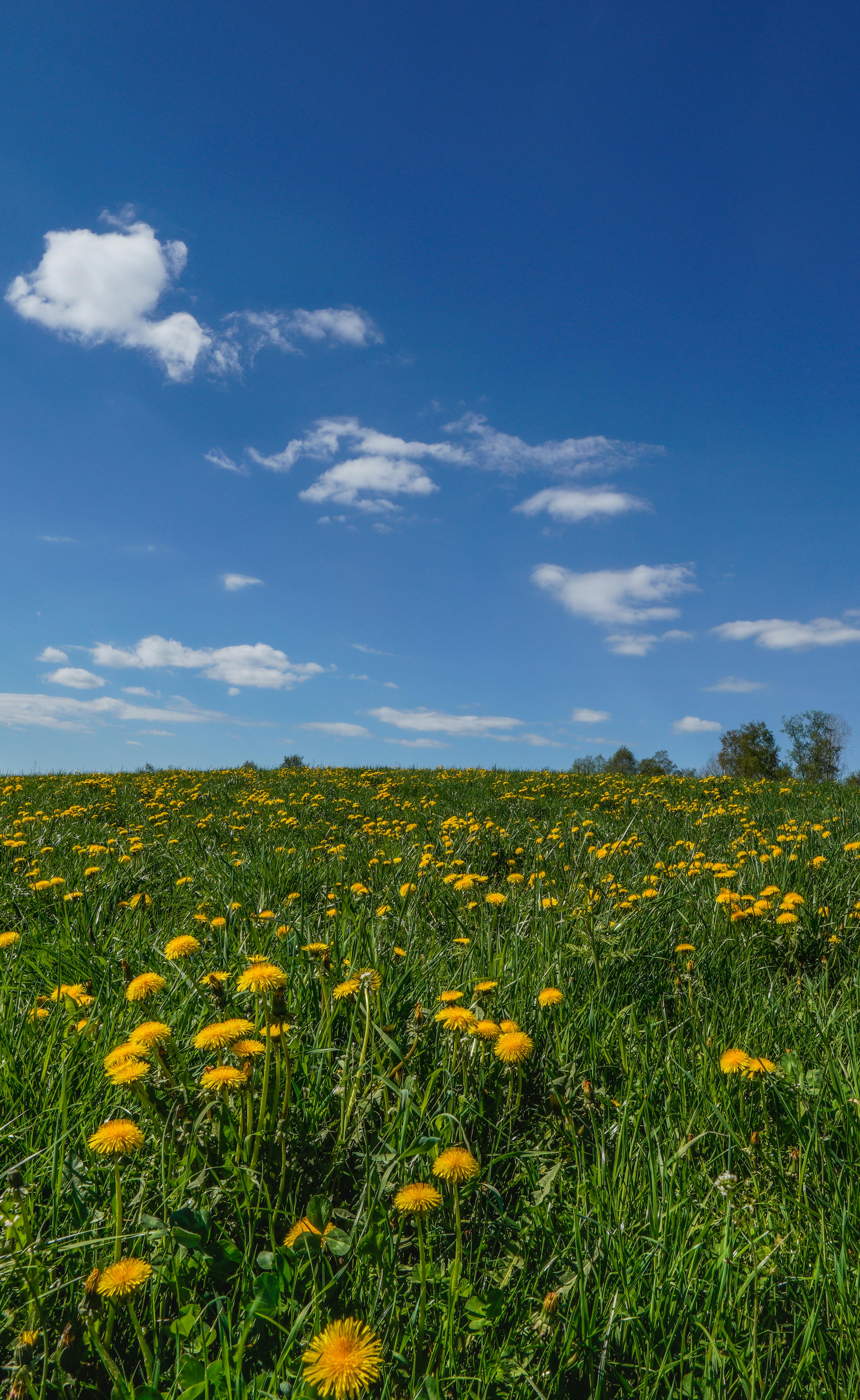 free-photo-of-yellow-flowers-