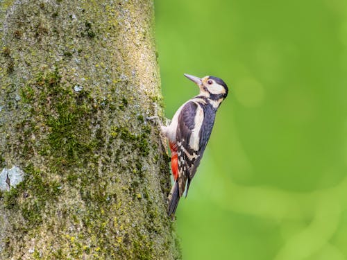 견과류, 공원, 귀여운 새의 무료 스톡 사진