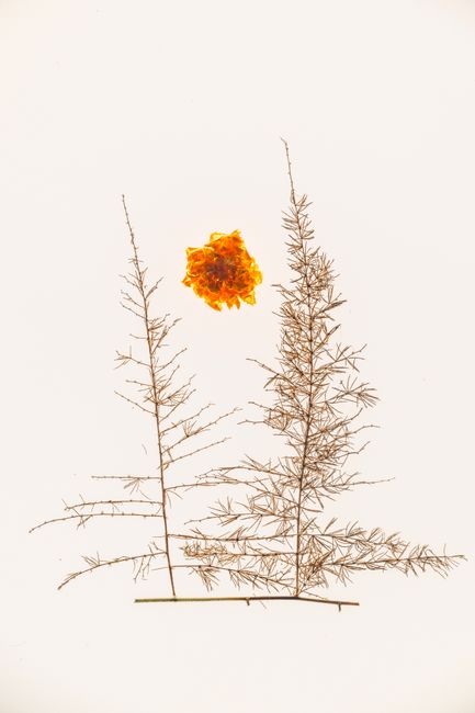 Elegant minimalist floral artwork featuring delicate branches and an orange blossom.