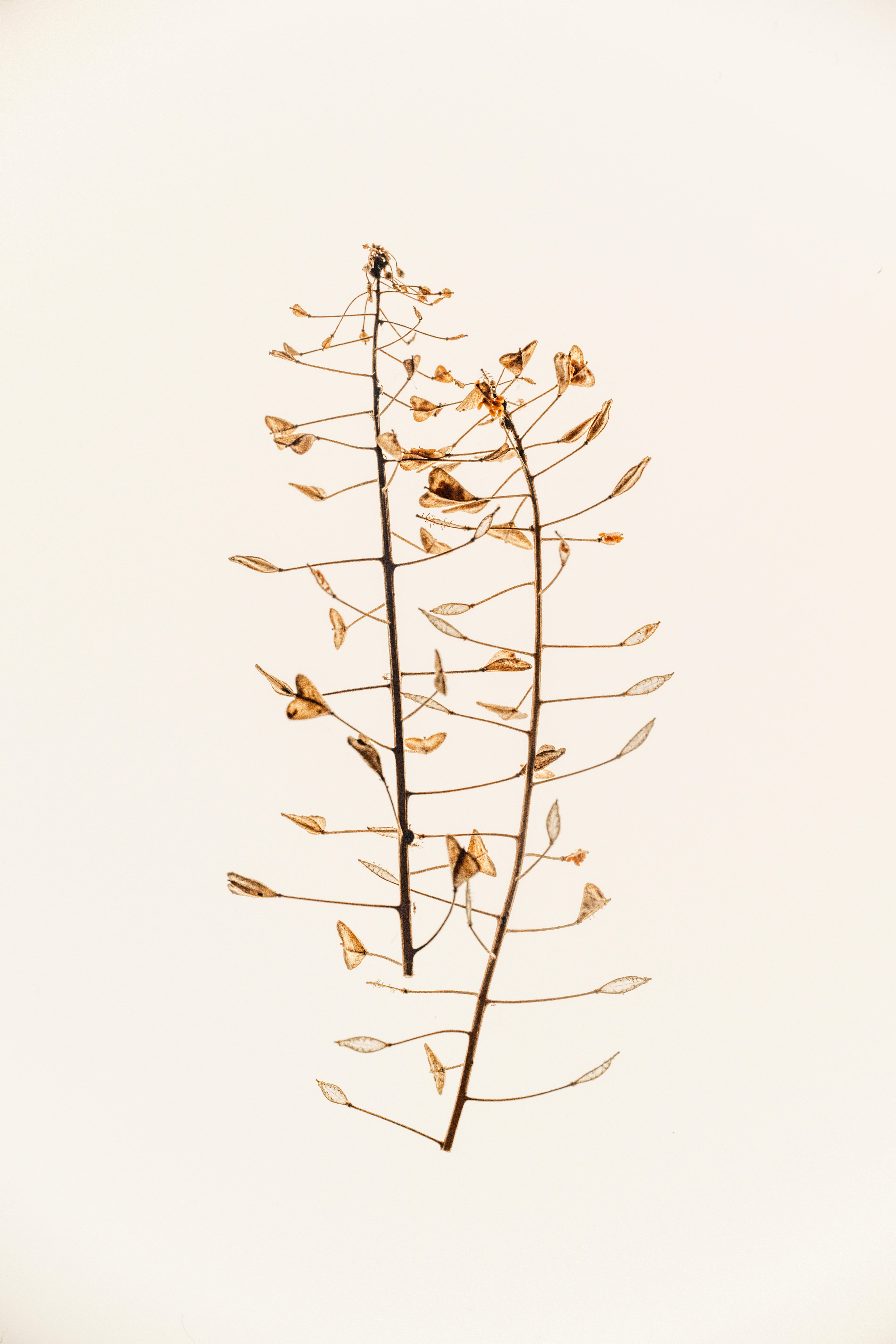 Artistic still life of dried plant branches isolated on a white background.