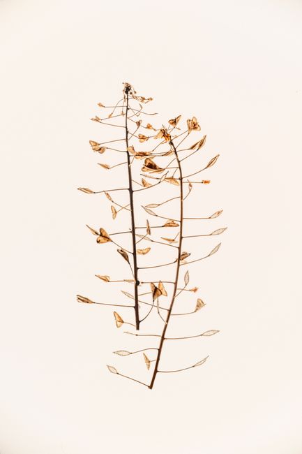 Artistic still life of dried plant branches isolated on a white background.
