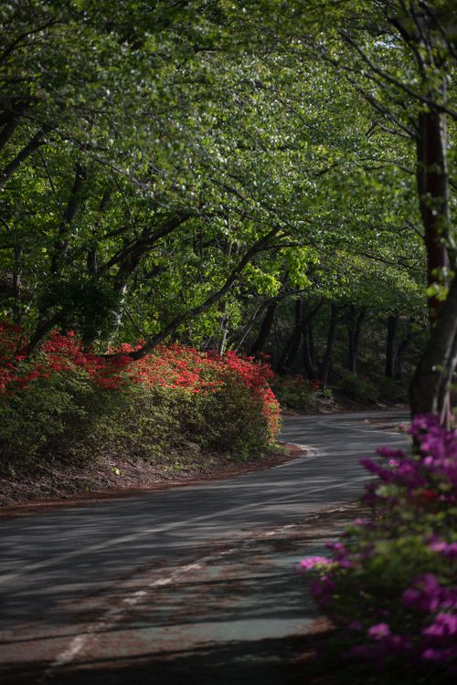 Free A winding park road surrounded by lush foliage and colorful flowers, offering a peaceful nature scene. Stock Photo