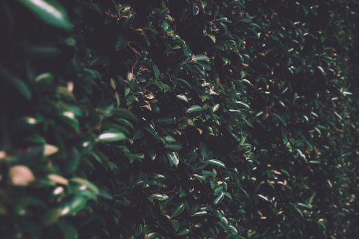 Close-up of lush green leaves forming a natural texture, perfect for garden themes.