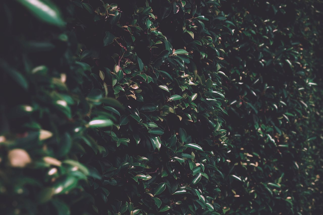 close up of lush green leaves forming a natural texture perfect for ga