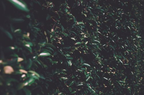 Free Close-up of lush green leaves forming a natural texture, perfect for garden themes. Stock Photo