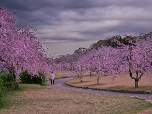 Paisaje Del árbol De Sakura