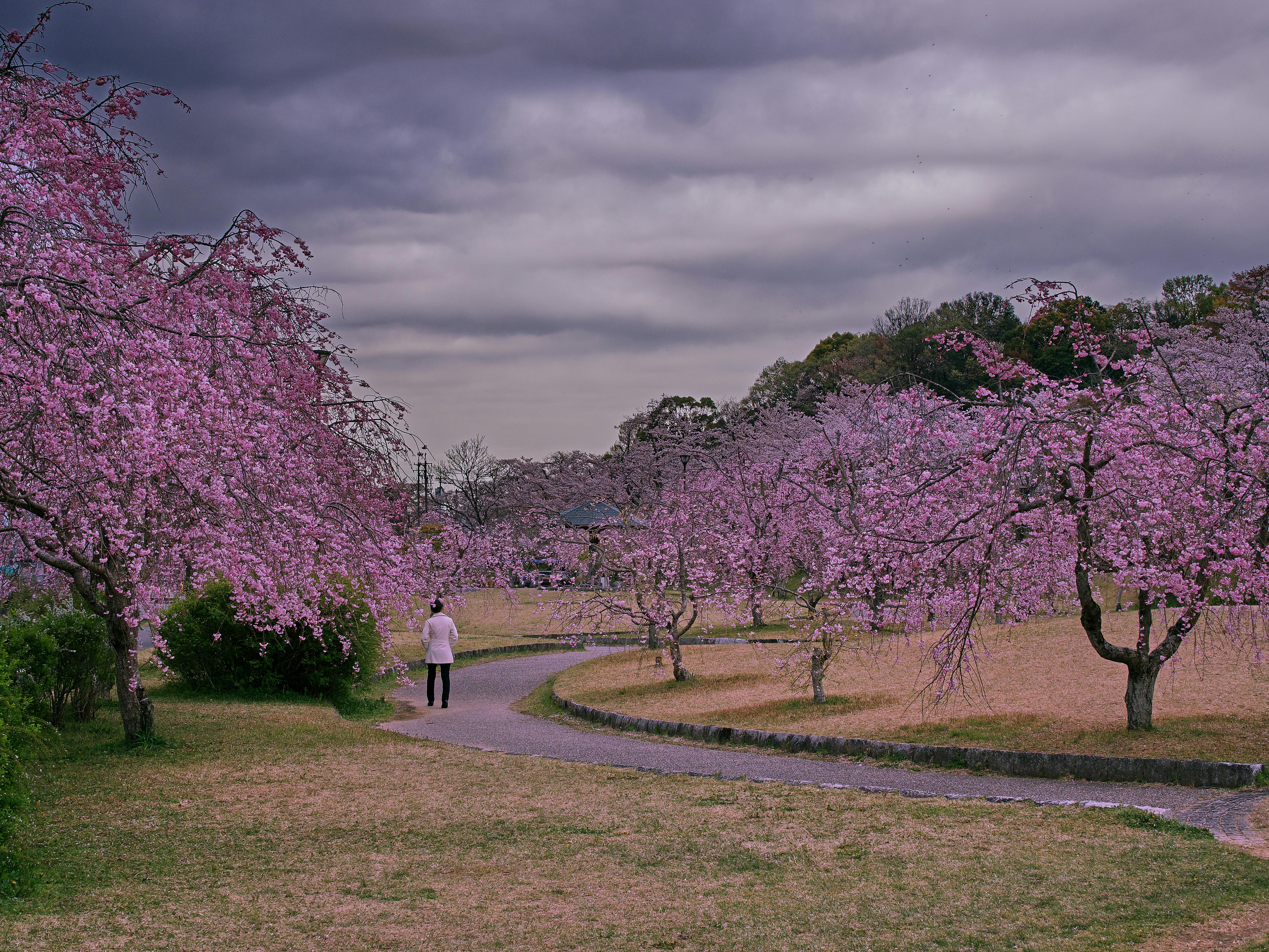 Sakura Tree Scenery · Free Stock Photo