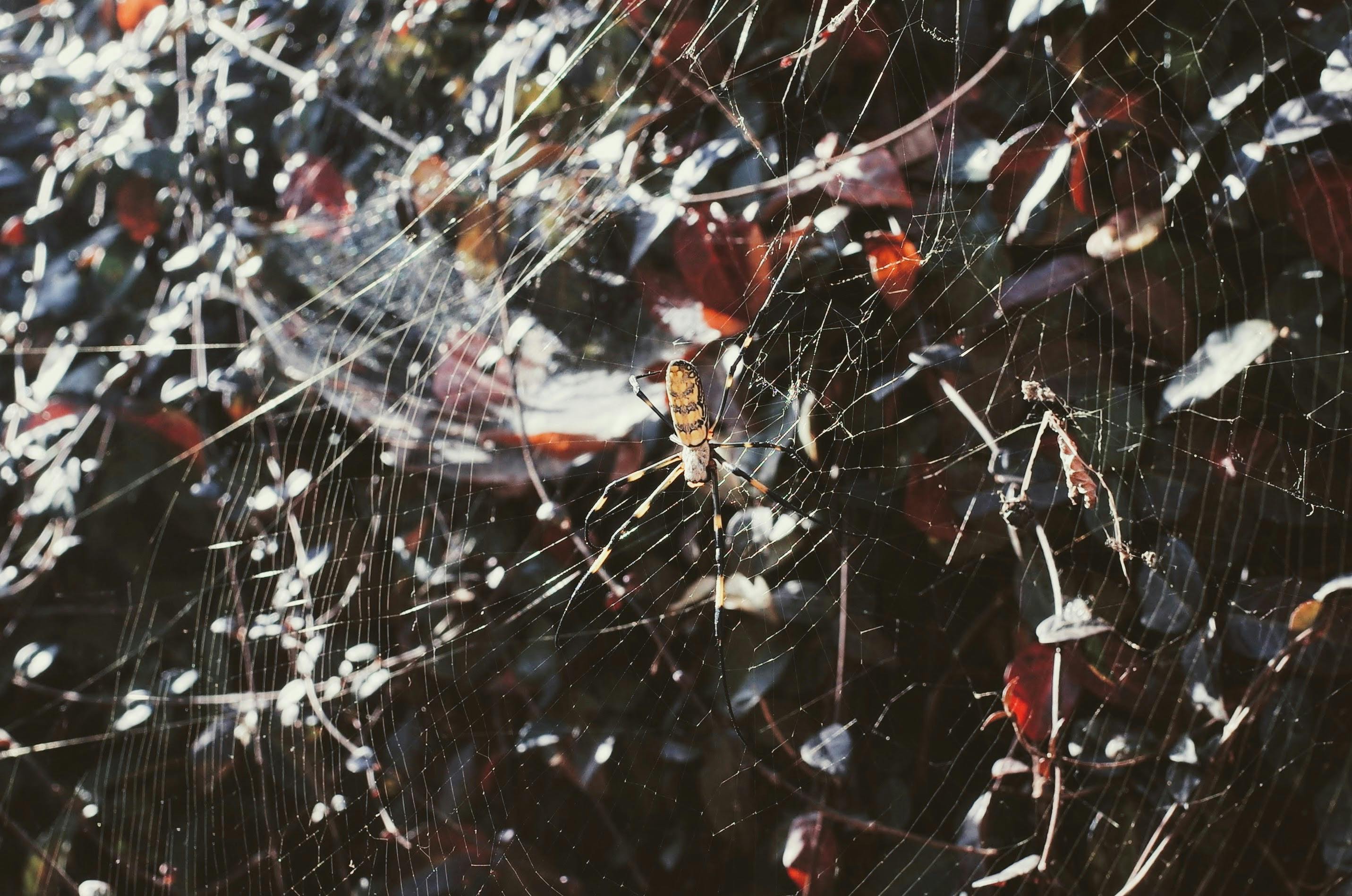 macro photography of argiope spider