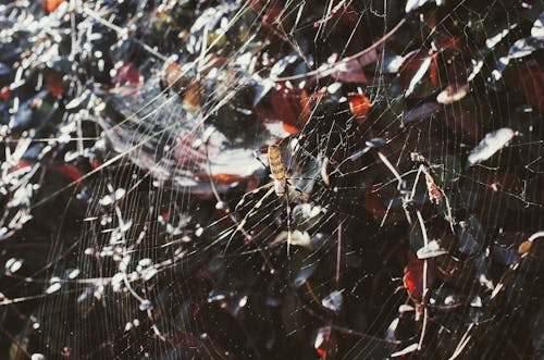Argiope蜘蛛的微距攝影