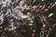 韩国釜山的一张树叶中蜘蛛网的详细宏观照片