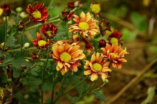 Free Close-up of bright orange chrysanthemums in a summer garden. Stock Photo