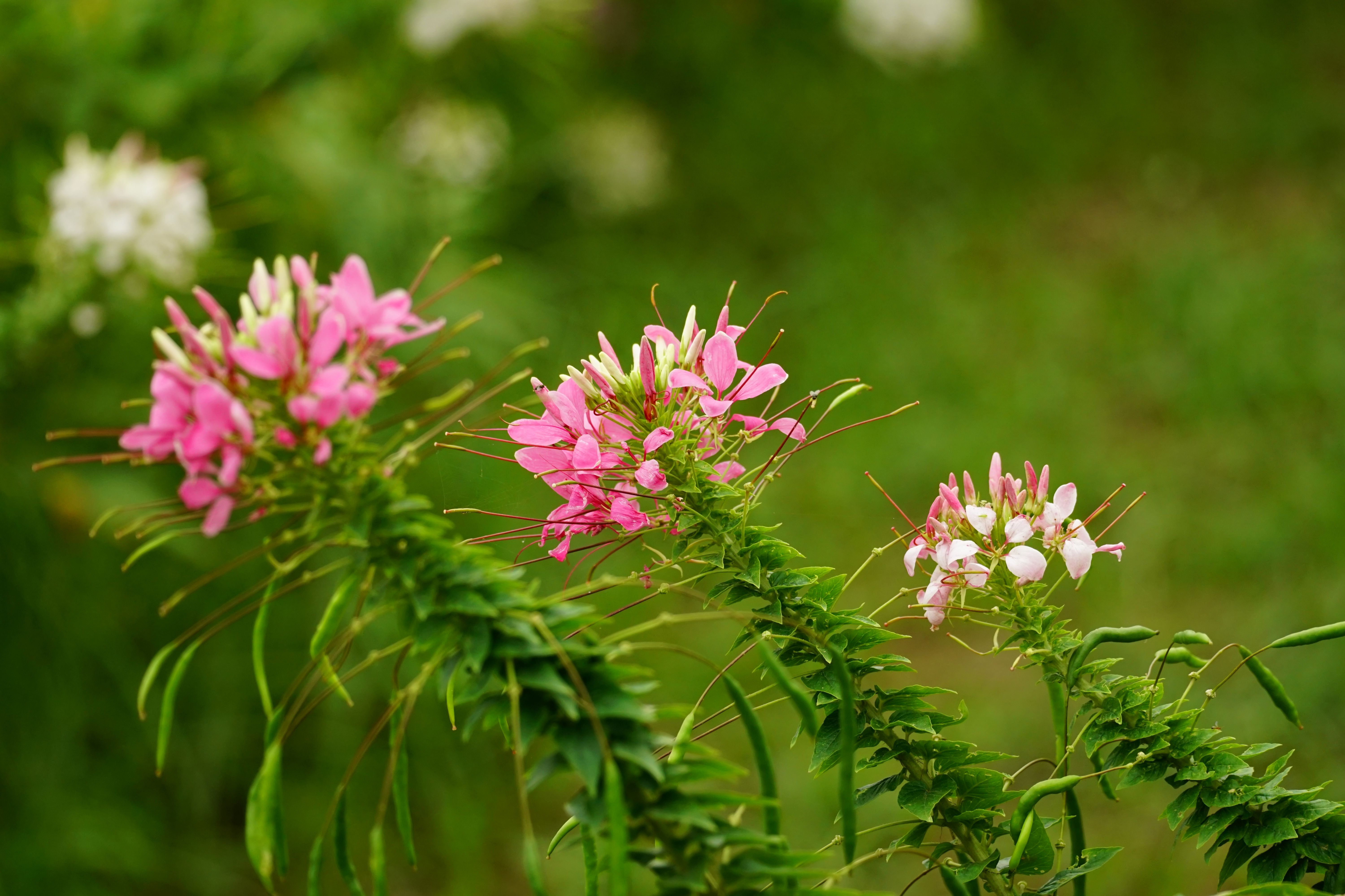 Cleome