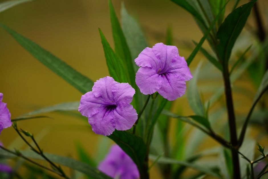 Rare Neelakurinji-like flowers bloom in Karnataka's Kudremukh Hills