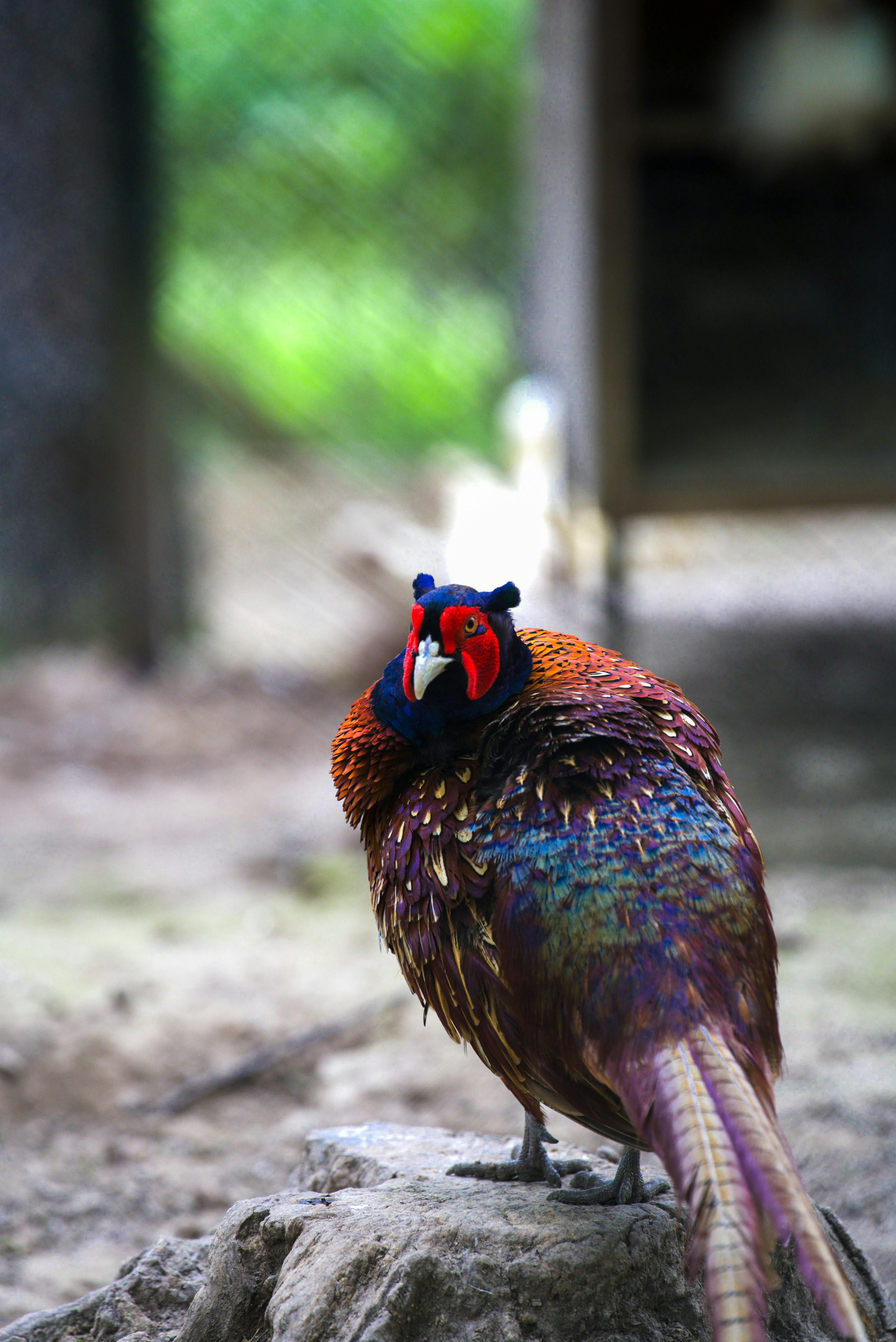 Vibrant pheasant with colorful feathers in a natural outdoor setting.