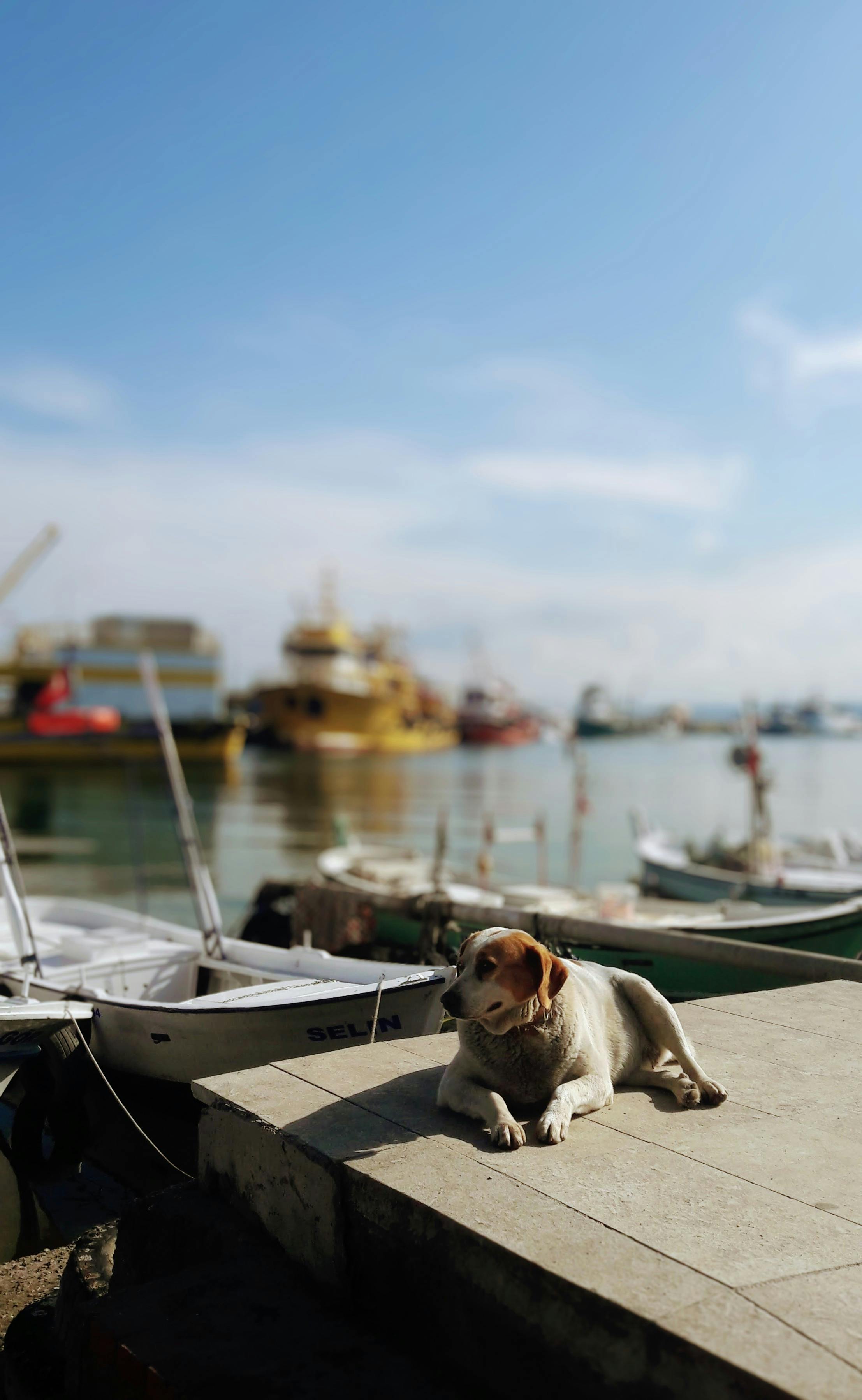 a dog lying on a pier near moored boats