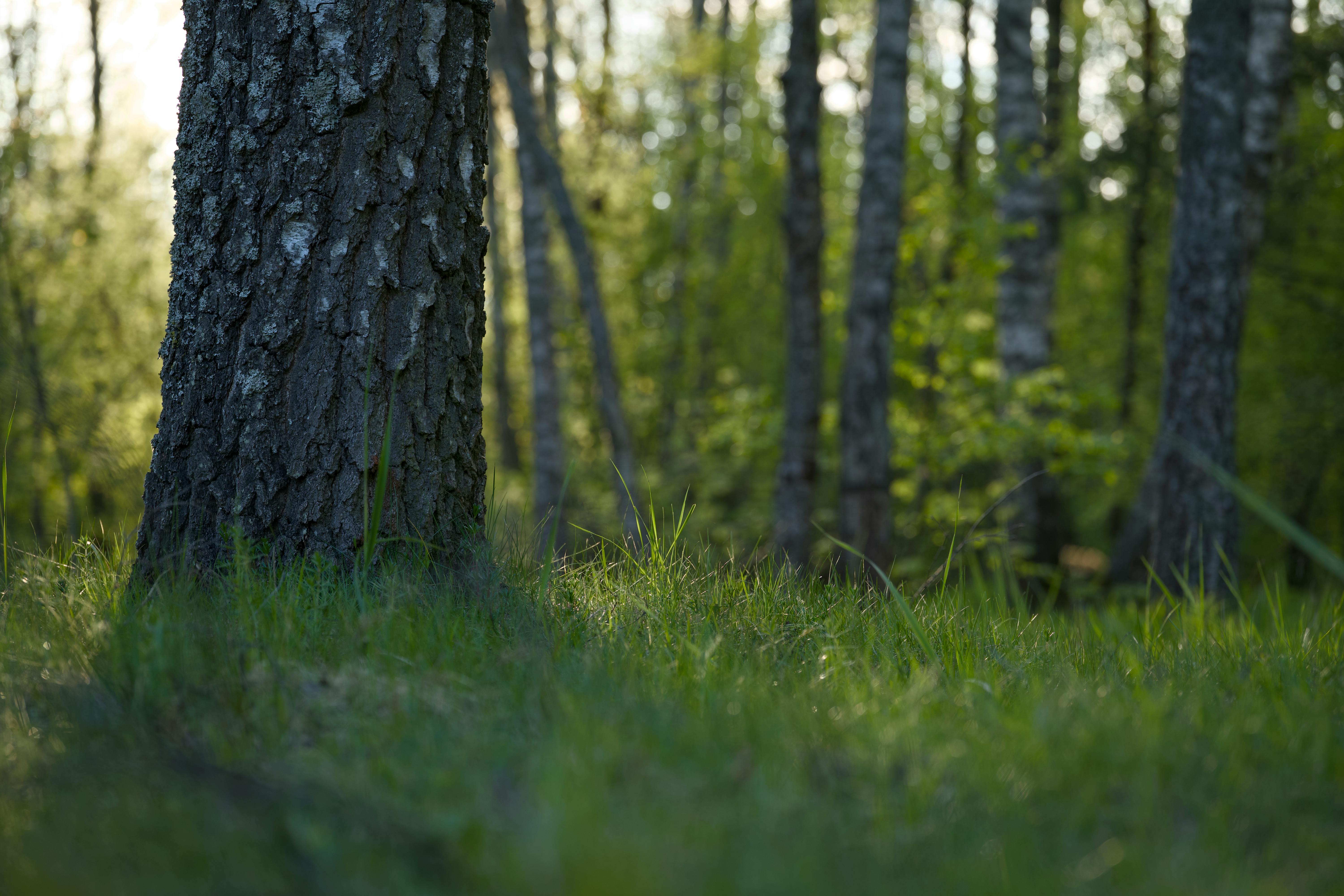 Serene forest scene with sunlit trees and lush greenery, capturing natural beauty.