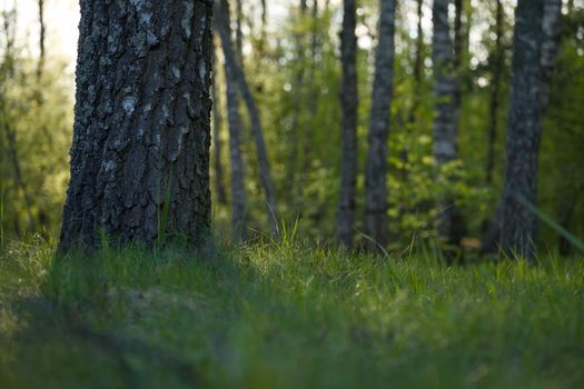Serene forest scene with sunlit trees and lush greenery, capturing natural beauty.