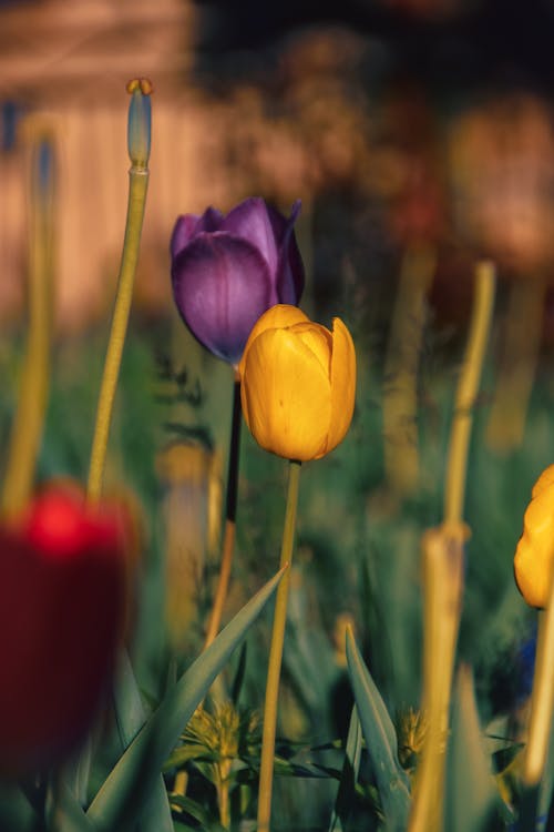 Tulips