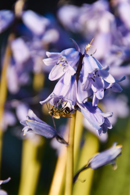 Fotobanka s bezplatnými fotkami na tému jar, kvet, včela