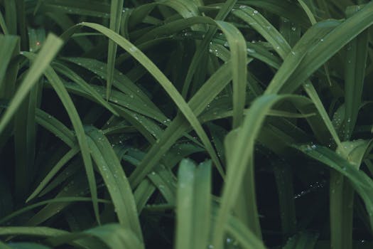 A close-up of vibrant green grass with dew droplets, showcasing natural texture and fresh outdoor ambiance.