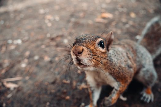 A curious gray squirrel closeup, showcasing its inquisitive nature in an outdoor forest setting.