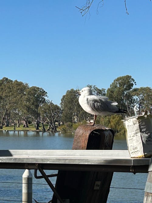 Ingyenes stockfotó dél-ausztrália, folyó, sirály témában