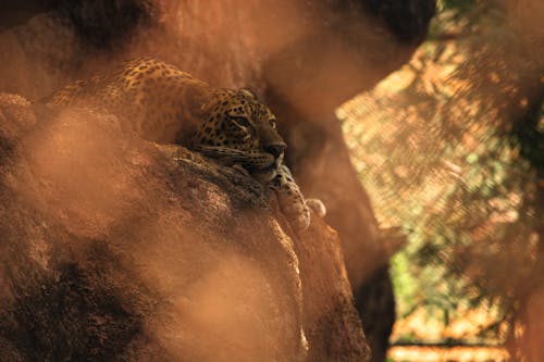 Gratis Foto Close Up Macan Tutul Yang Berbaring Di Atas Batu Foto Stok