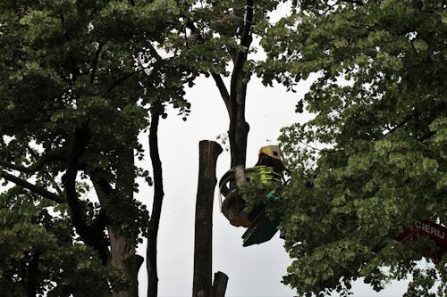 Free stock photo of cutting down trees in a city Stock Photo
