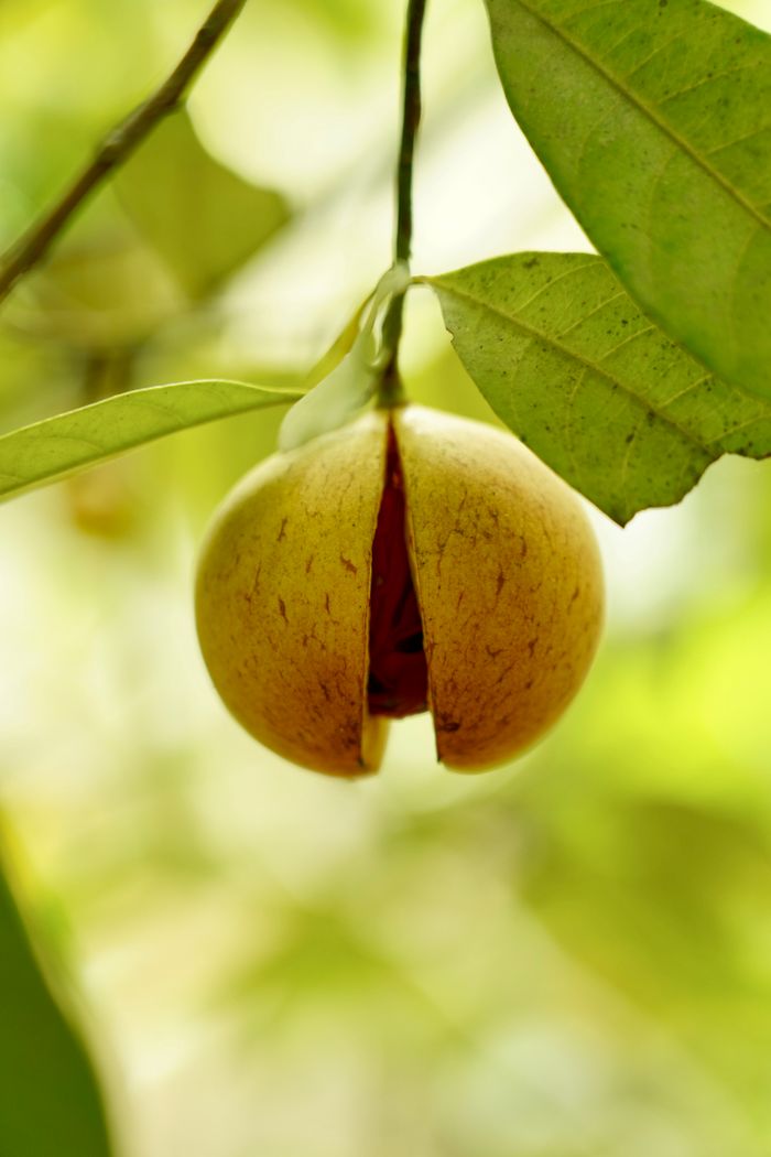 Nutmeg fruit growing on a tree branch