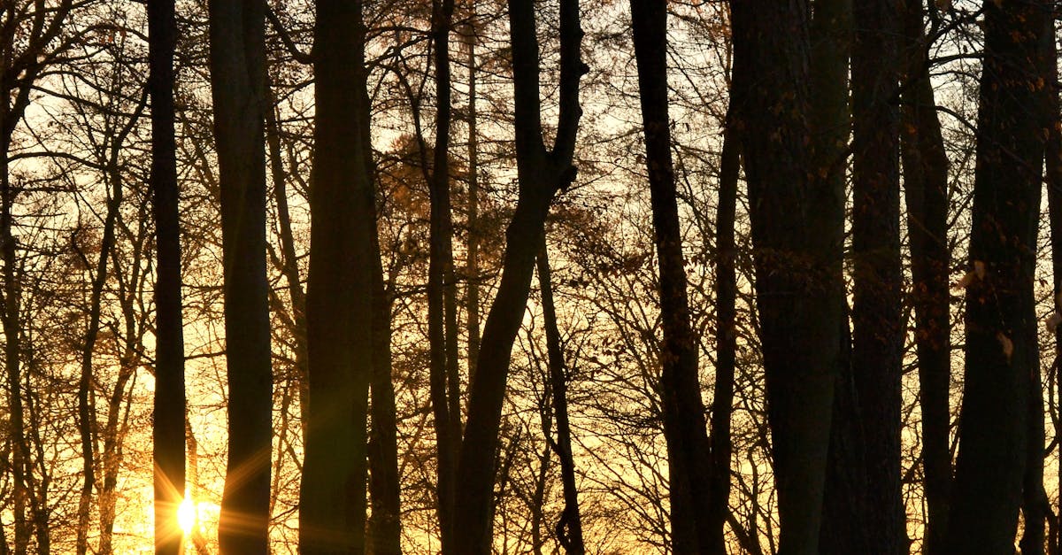 Free stock photo of autumn, evening-sky, forest
