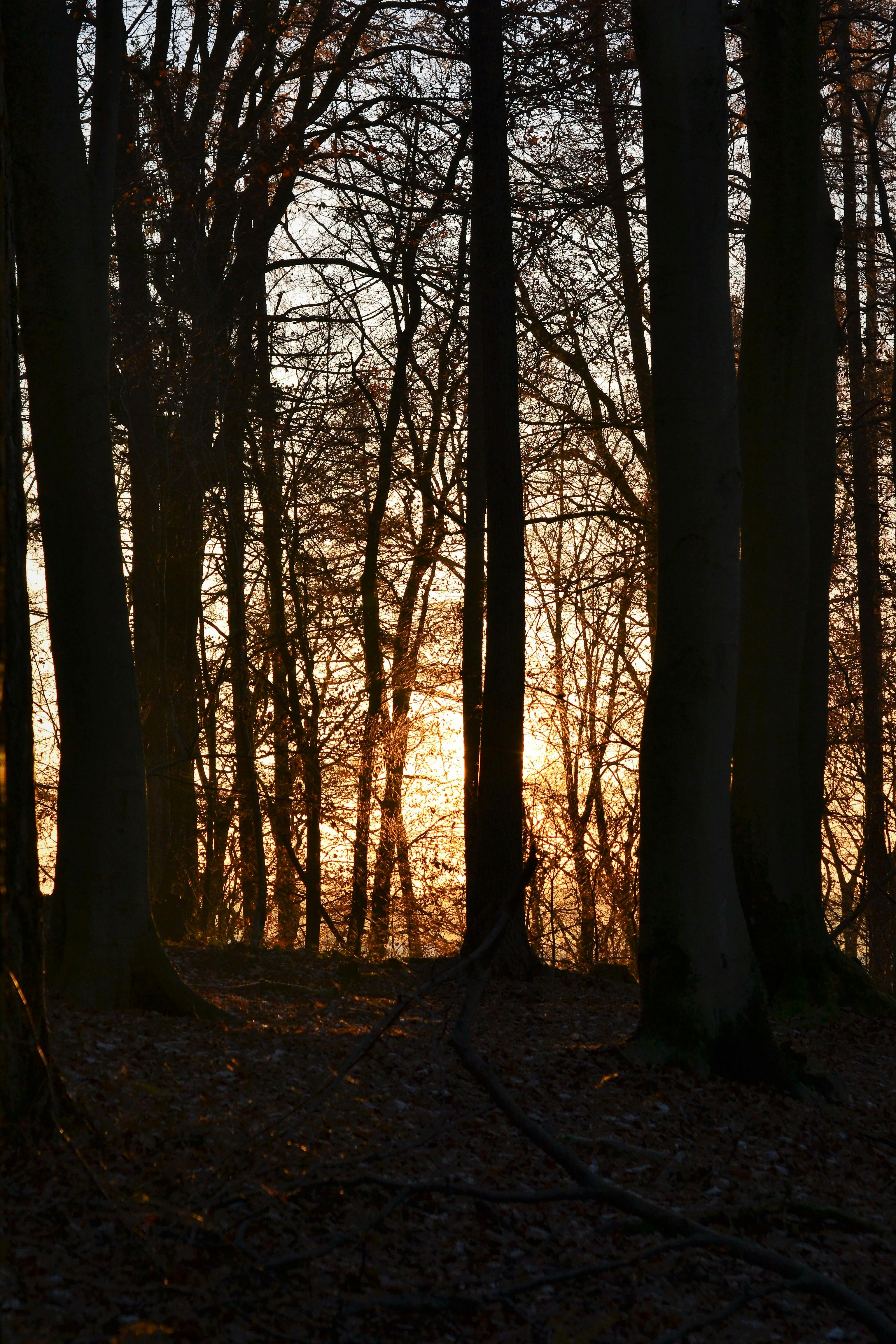 Free stock photo of autumn, forest, sunset