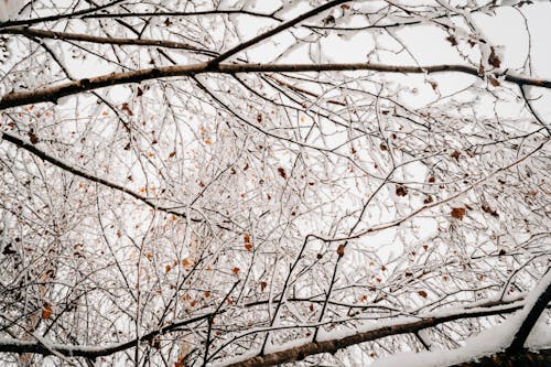 grátis Foto profissional grátis de árvore, coberto de neve, com frio Foto profissional