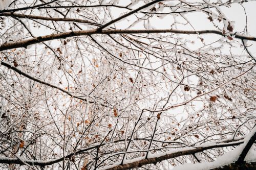 Free Close-up of snow-covered branches in a serene winter forest setting. Stock Photo