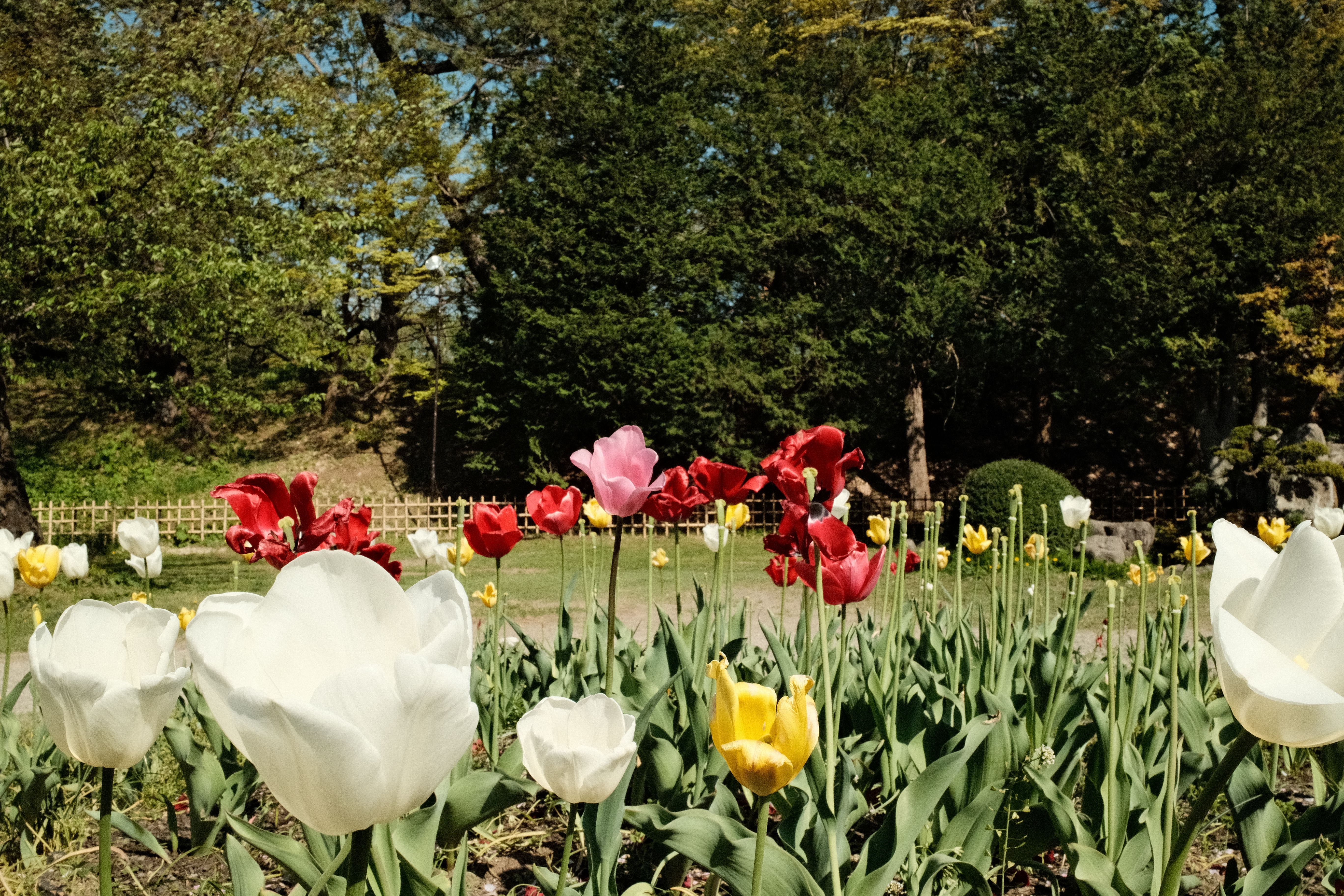 Vibrant Tulip Garden in Full Spring Bloom · Free Stock Photo