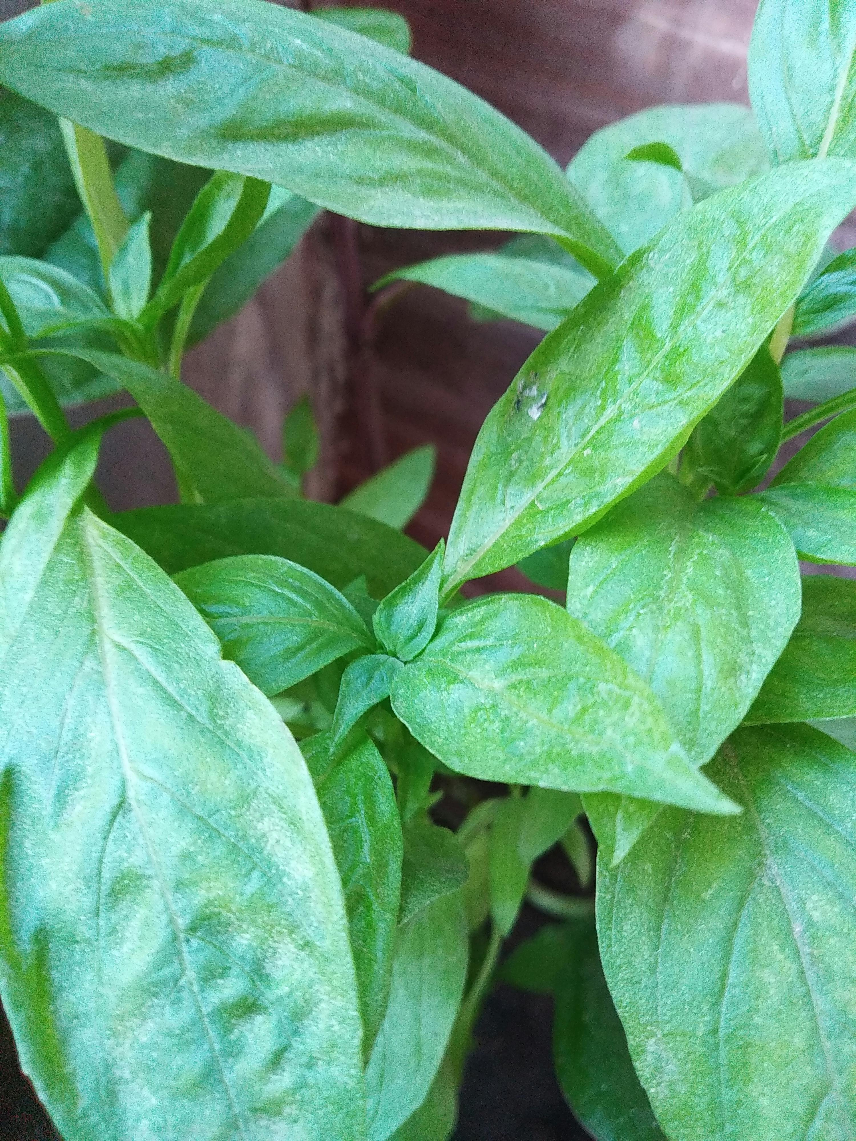 Sumit Rai – Fotografie