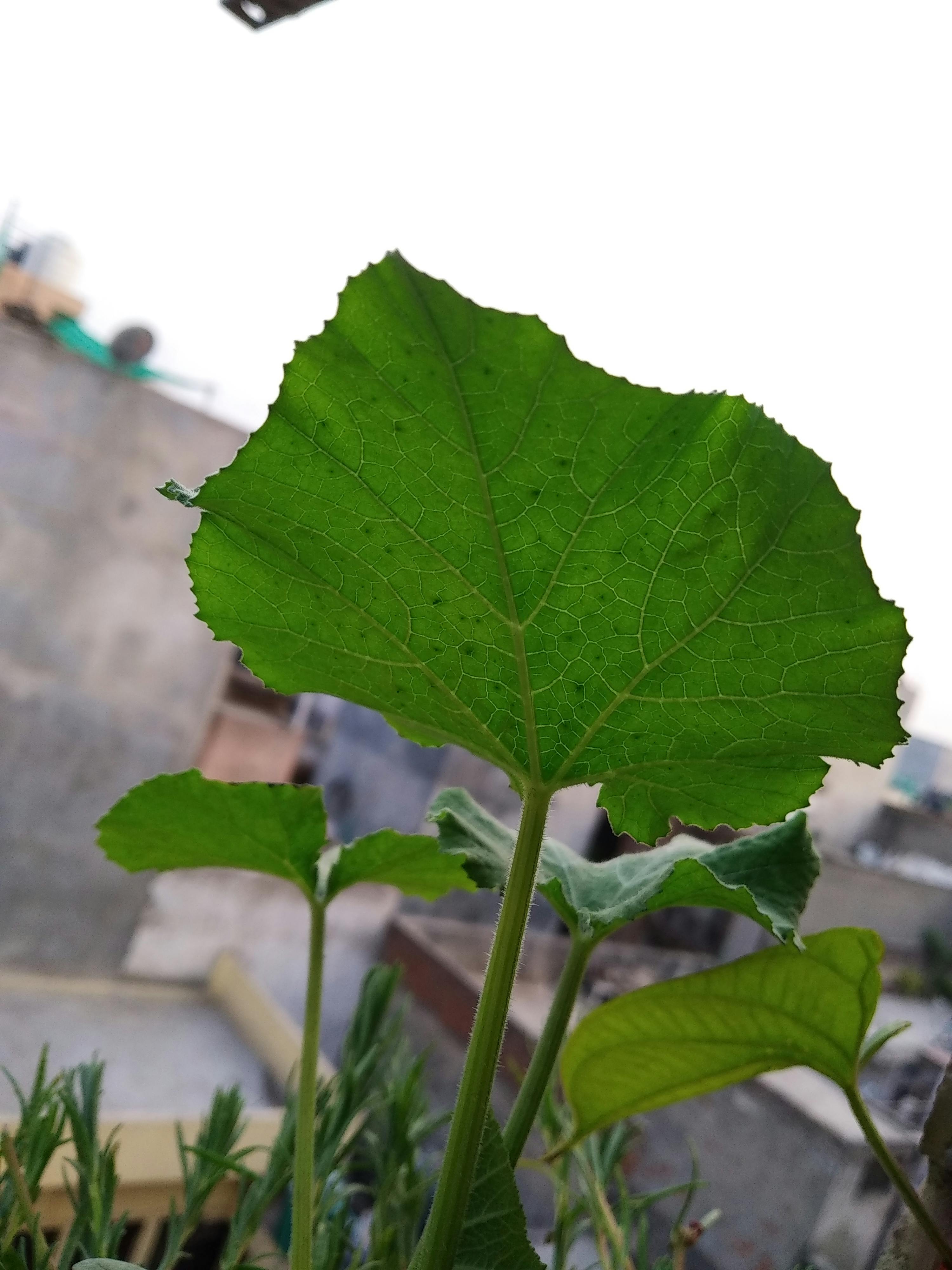 Sumit Rai – Fotografie