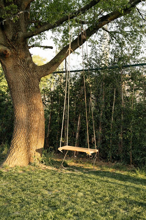 Swing On a Tree · Free Stock Photo