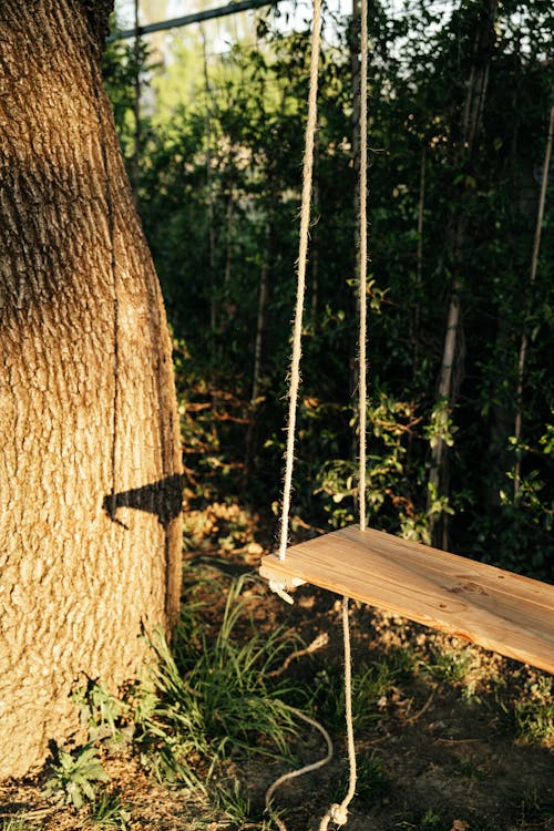 Imagine de stoc gratuită din arbore, buștean, cădere